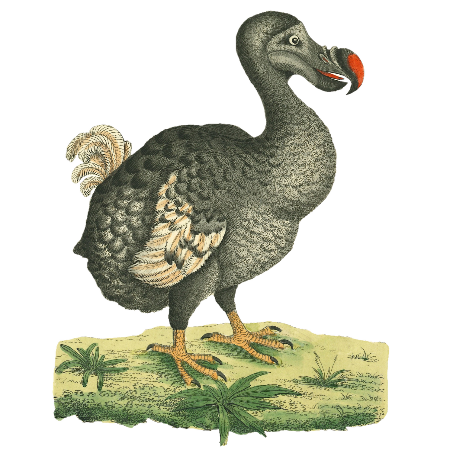 Antiquarian painted image of a Dodo with grey and cream plumage and an red tipped beak, standing on a sandy surface with tufts of green vegetation